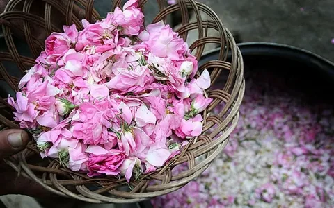 تصویر 3 از خرید گلاب سمیه + قیمت فروش استثنایی